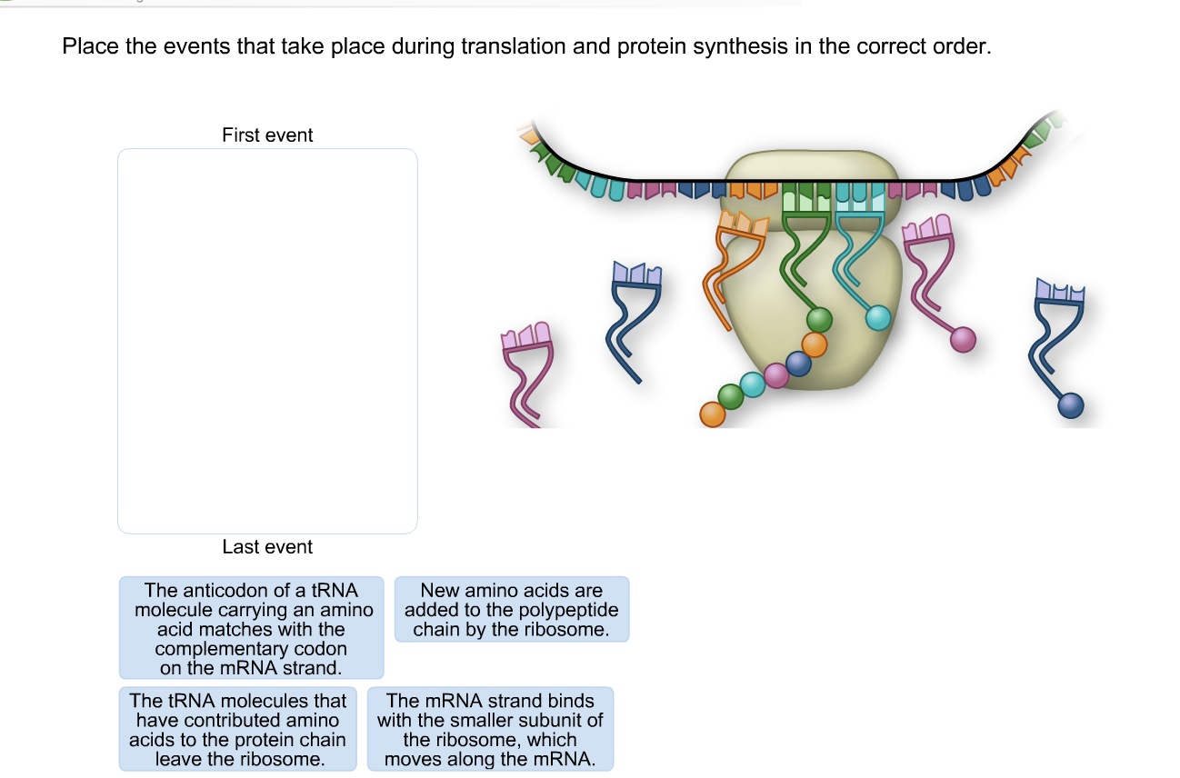 Solved Place the events that take place during translation