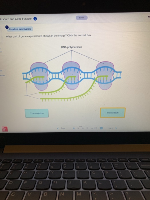 Solved tructure and Gene Function Required information What | Chegg.com