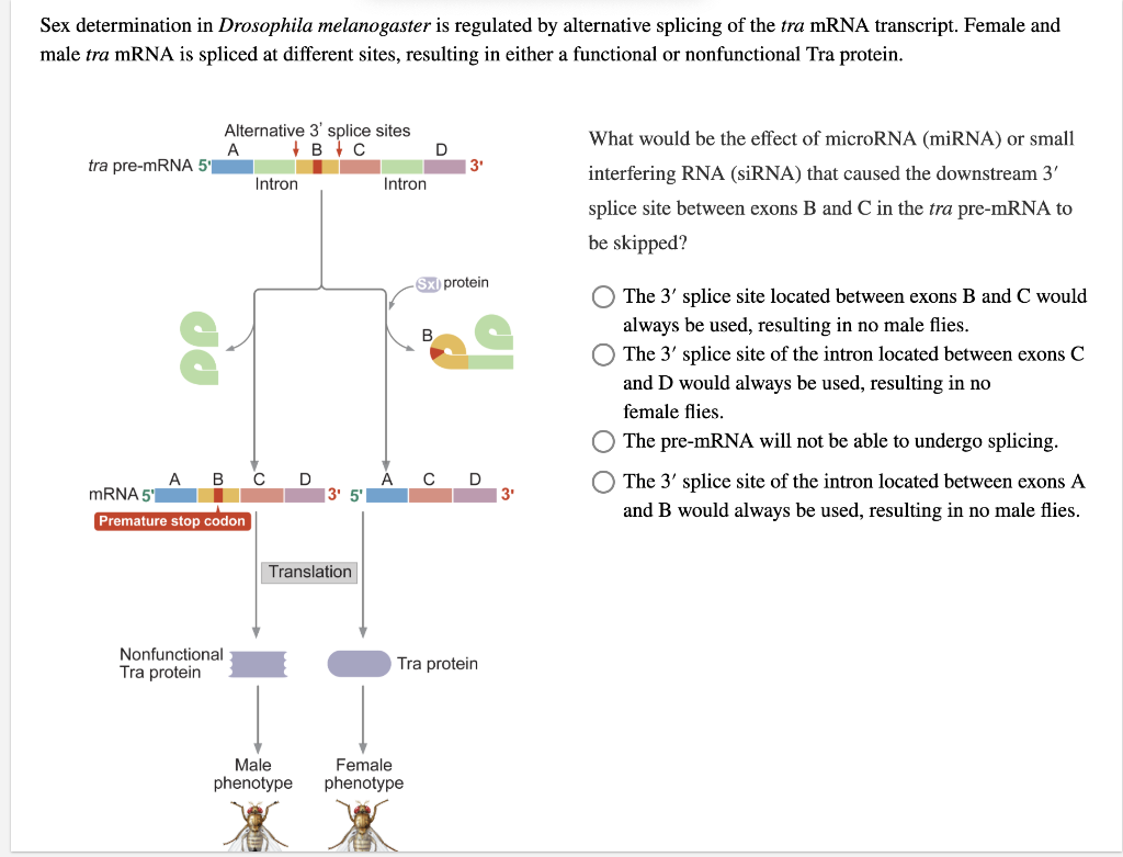 Solved Sex determination in Drosophila melanogaster is | Chegg.com