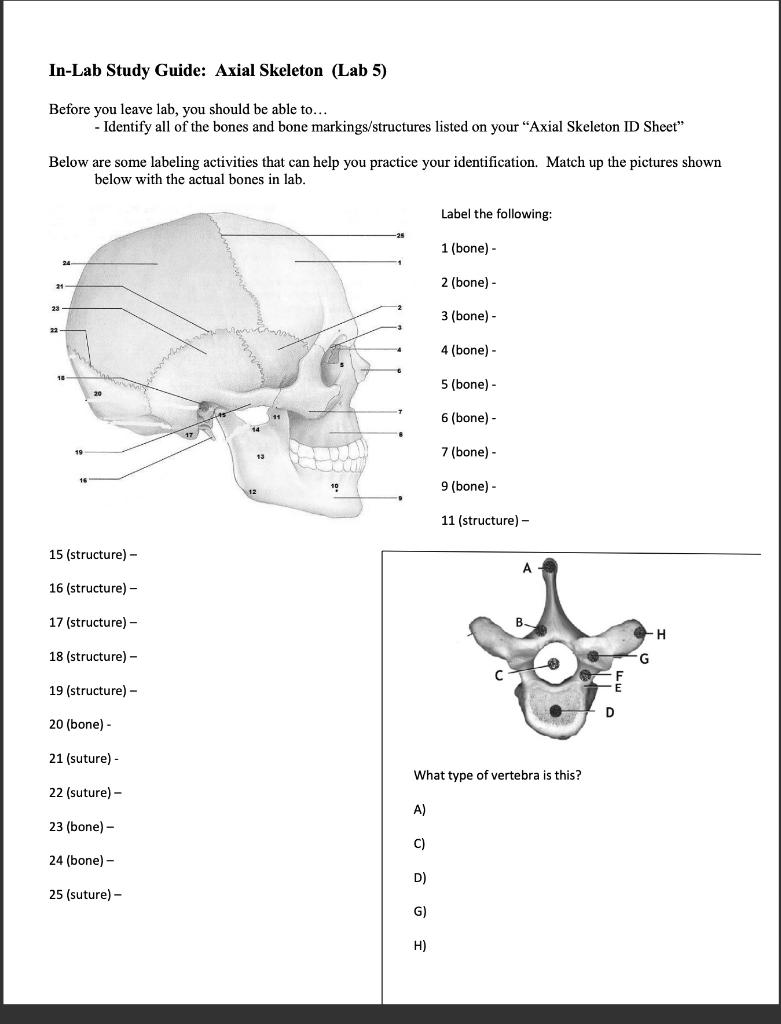 Solved In-Lab Study Guide: Axial Skeleton (Lab 5) Below | Chegg.com