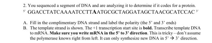 Solved 2. You sequenced a segment of DNA and are analyzing | Chegg.com