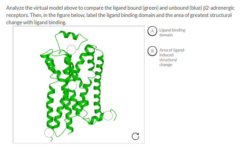 Solved Analyze the virtual model above to compare the ligand