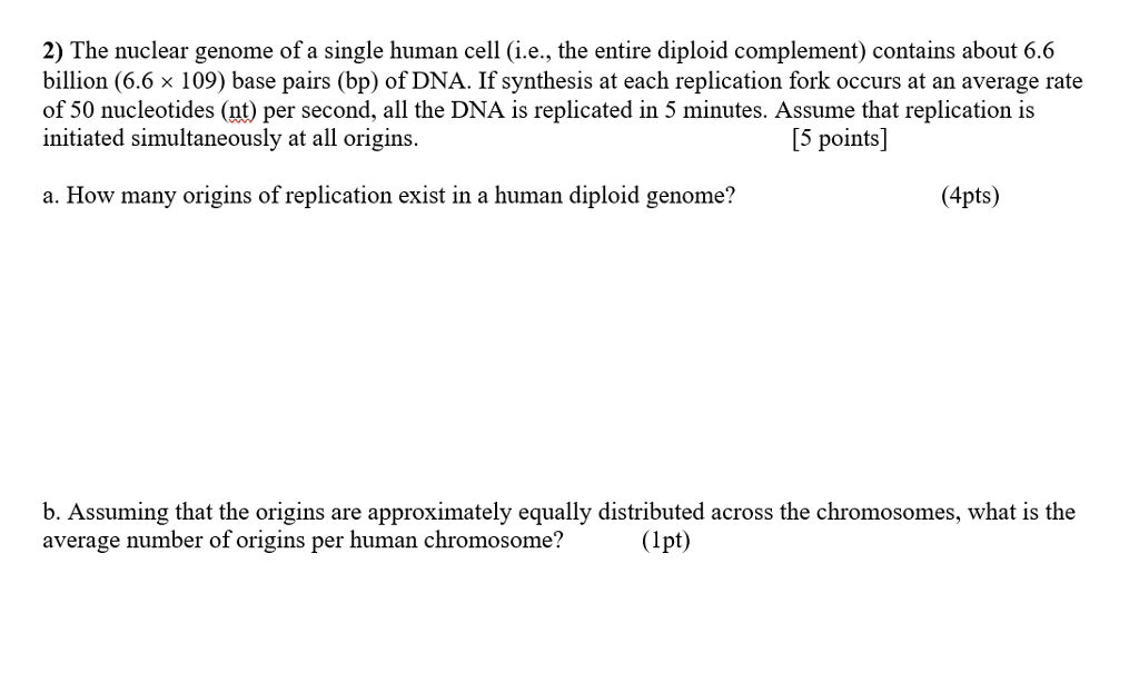 Solved 2) The nuclear genome of a single human cell (i.e., | Chegg.com