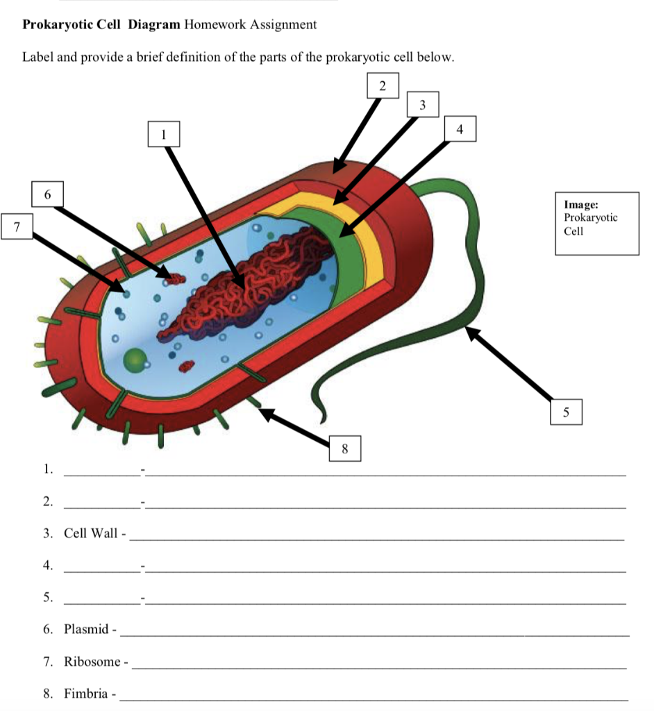 Solved Prokaryotic Cell Diagram Homework Assignment Label
