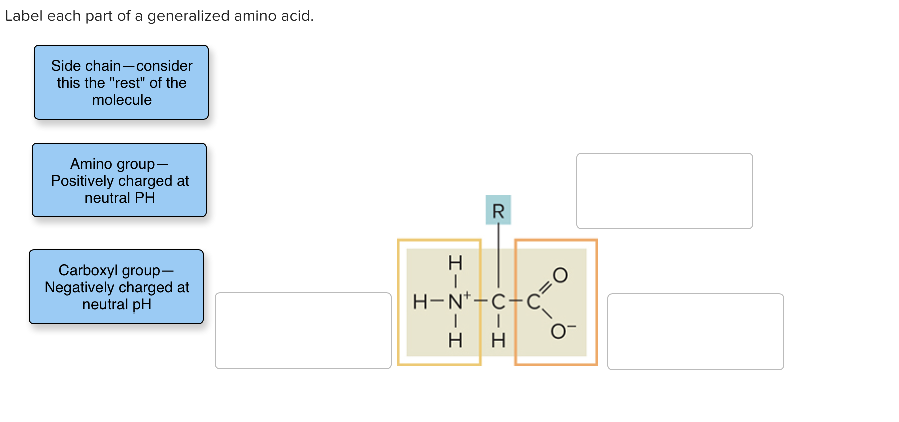 Solved Label each part of a generalized amino acid. Side