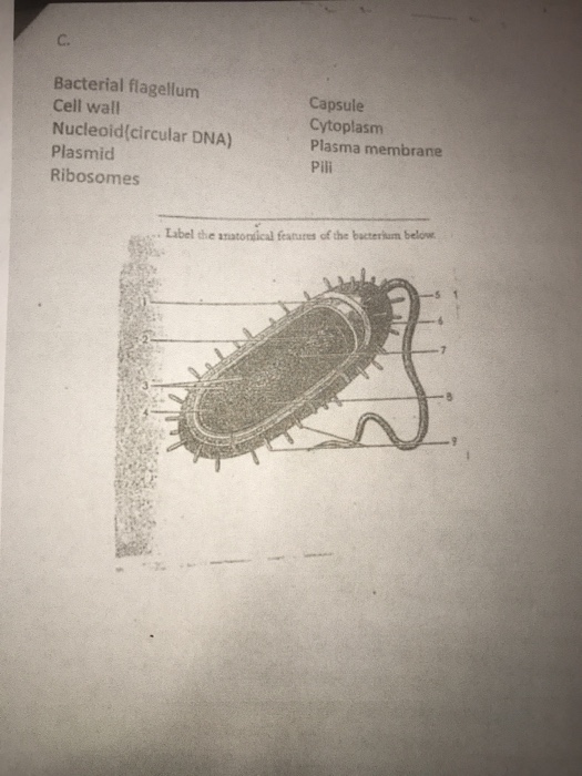 Solved C. Bacterial Flagellum Cell Wall Nucleoid(circular 