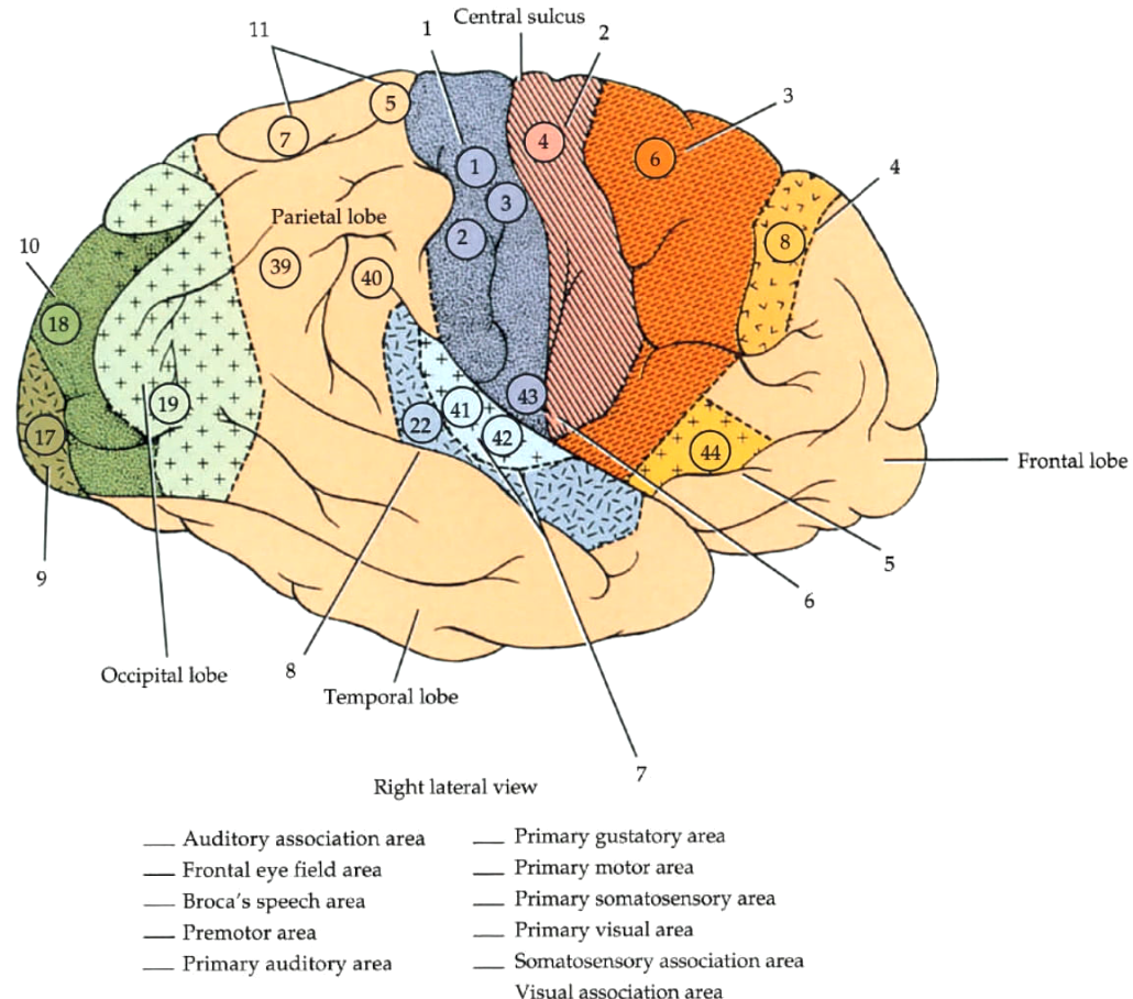 Solved Central sulcus 11 1 2 3 + Parietal lobe 10 39 40 18 | Chegg.com