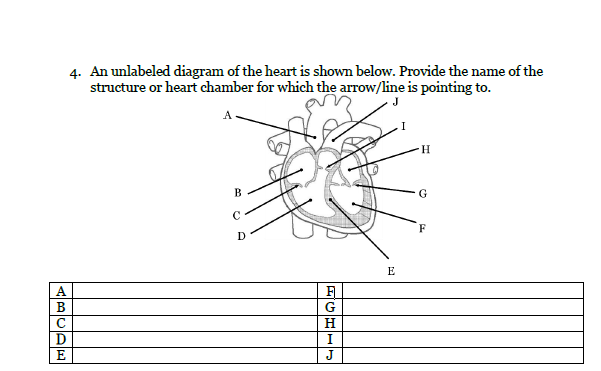 Solved 4 An Unlabeled Diagram Of The Heart Is Shown Belo Chegg Com