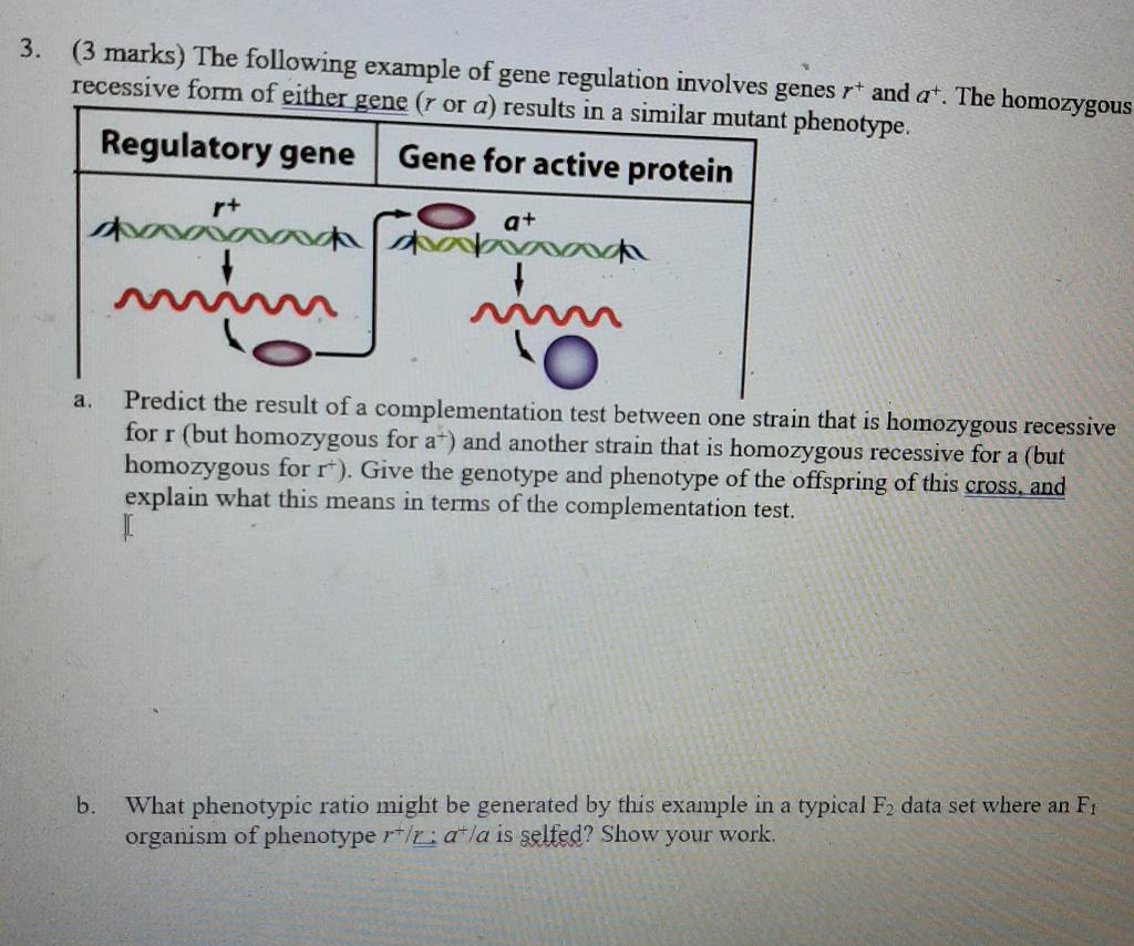Solved 3. (3 marks) The following example of gene regulation | Chegg.com
