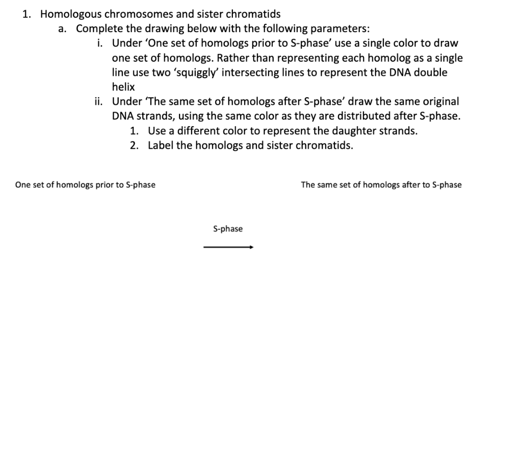 Solved 1. Homologous chromosomes and sister chromatids a. | Chegg.com