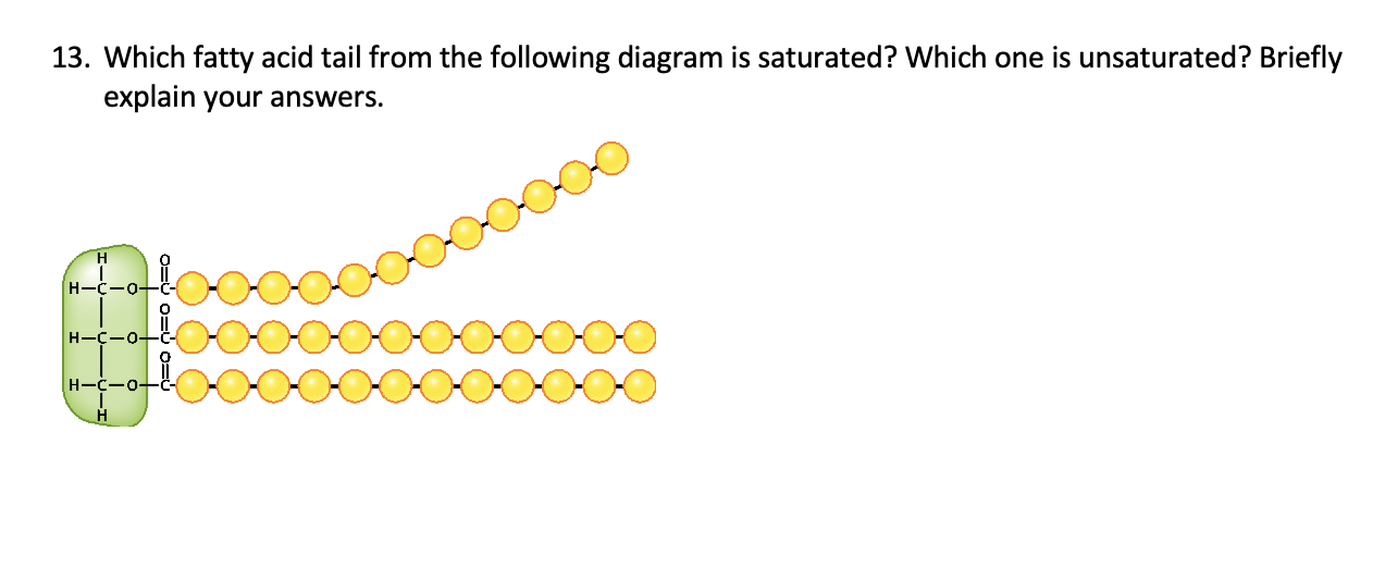 Solved 13. Which fatty acid tail from the following diagram