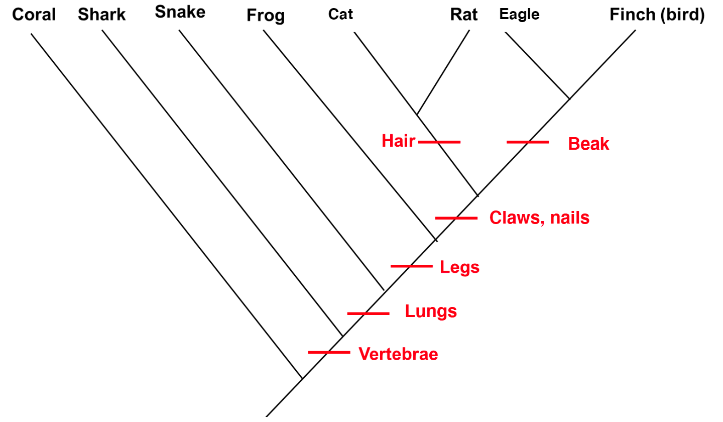 Solved Questions on the cladogram below: 1.Based on this | Chegg.com