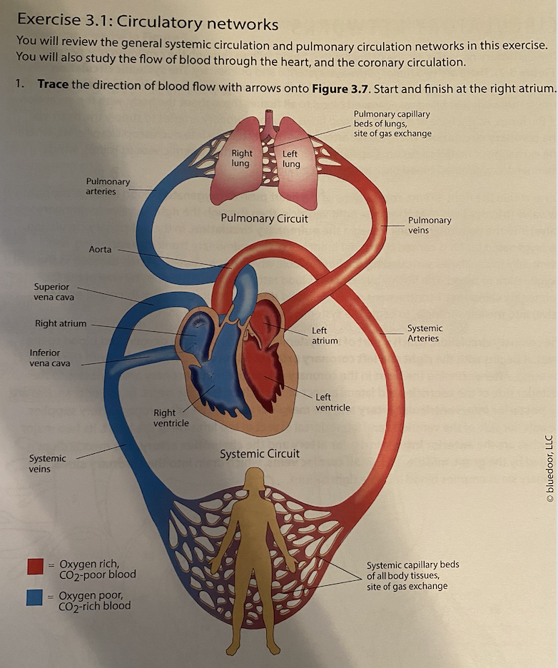 systemic circulation heart