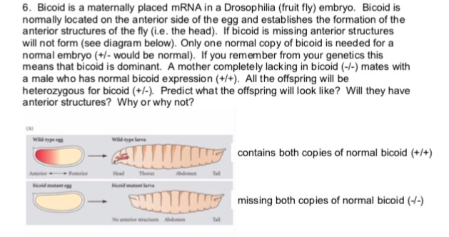 Solved 6. Bicoid is a maternally placed mRNA in a | Chegg.com
