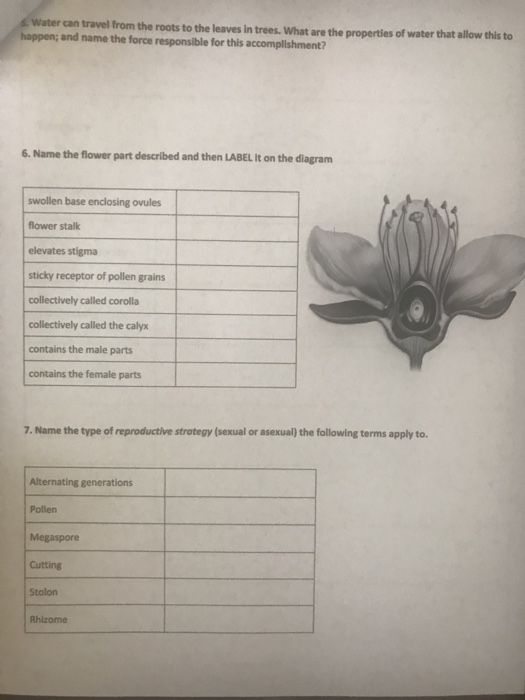 24 1 reproduction in flowering plants worksheet answers best flower site
