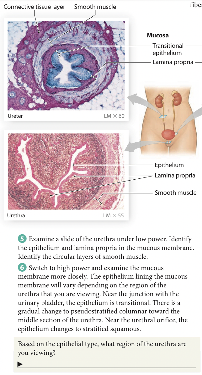 Solved answer question: based on the epithelial type, what | Chegg.com