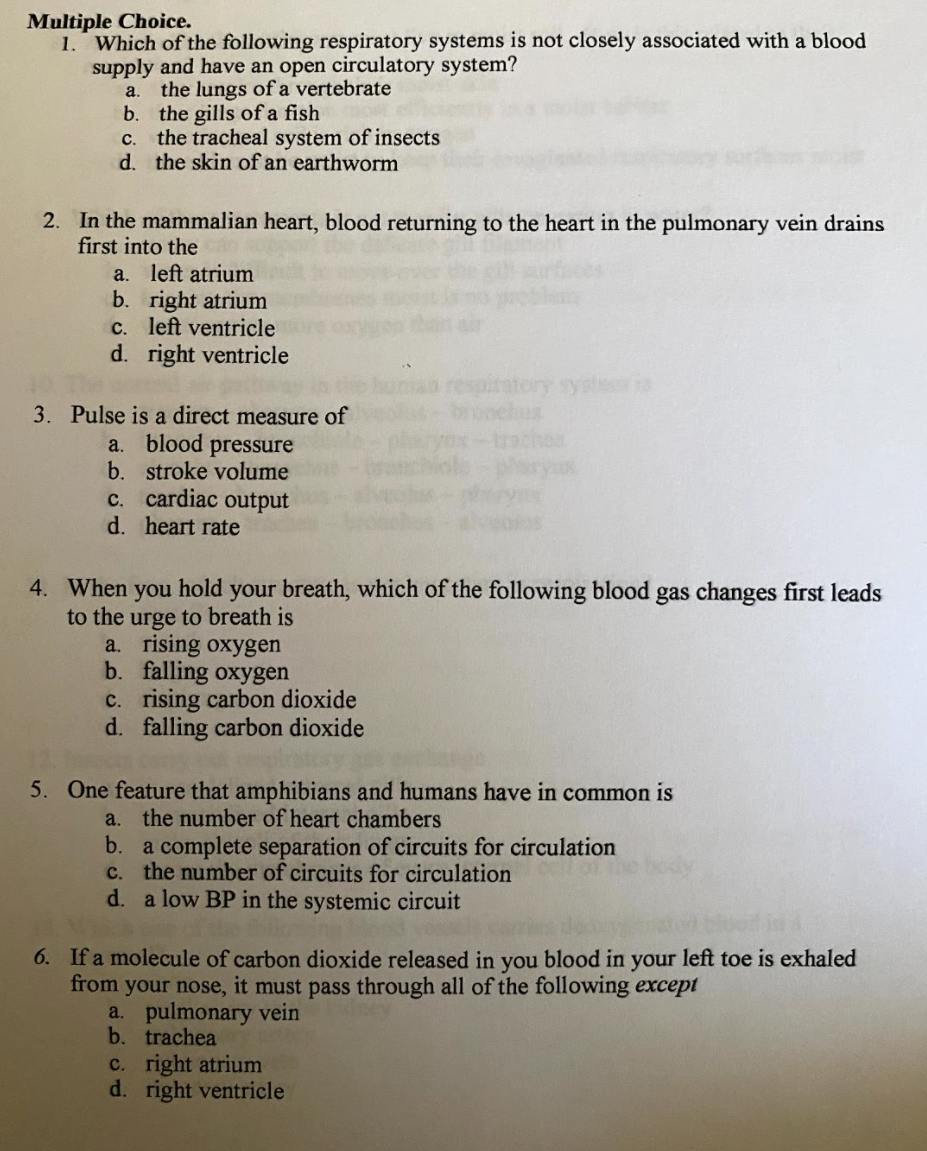 The Respiratory System Multiple Choice Worksheet