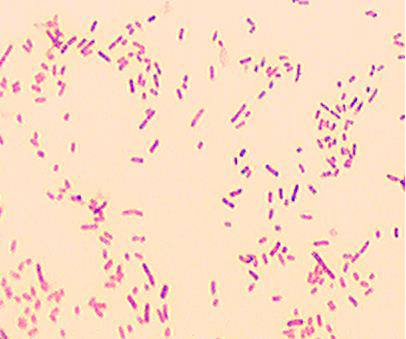 Solved Identify cell morphology, arrangement and gram stain | Chegg.com