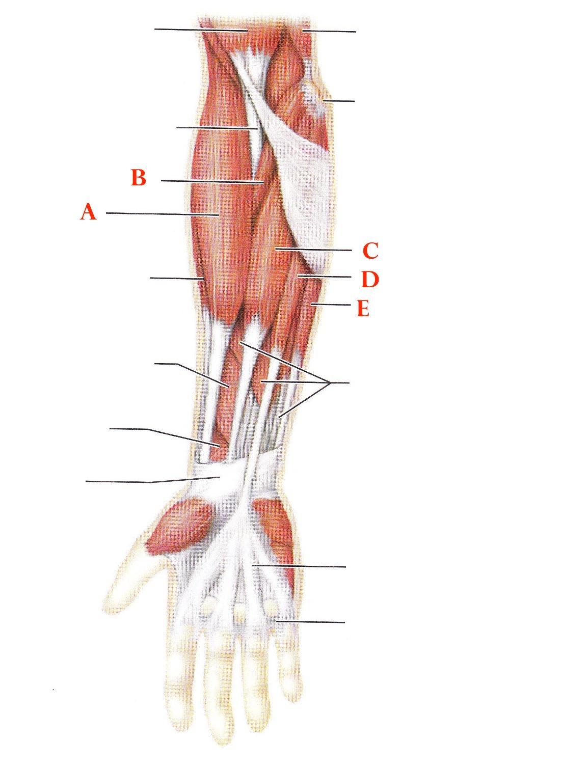 Posterior Arm Muscle Anatomy Quiz | vlr.eng.br