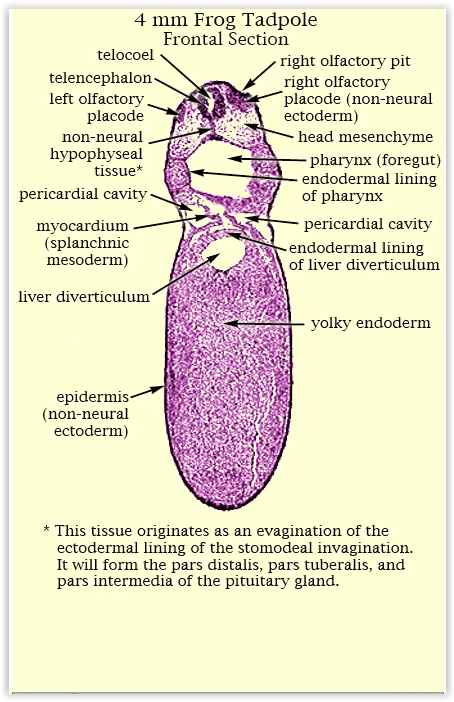 pericardial cavity frog