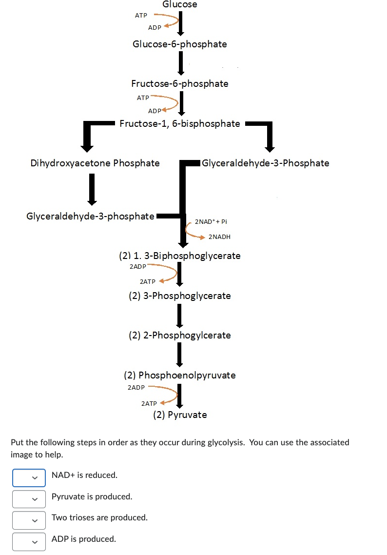 Solved Put the following steps in order as they occur during | Chegg.com