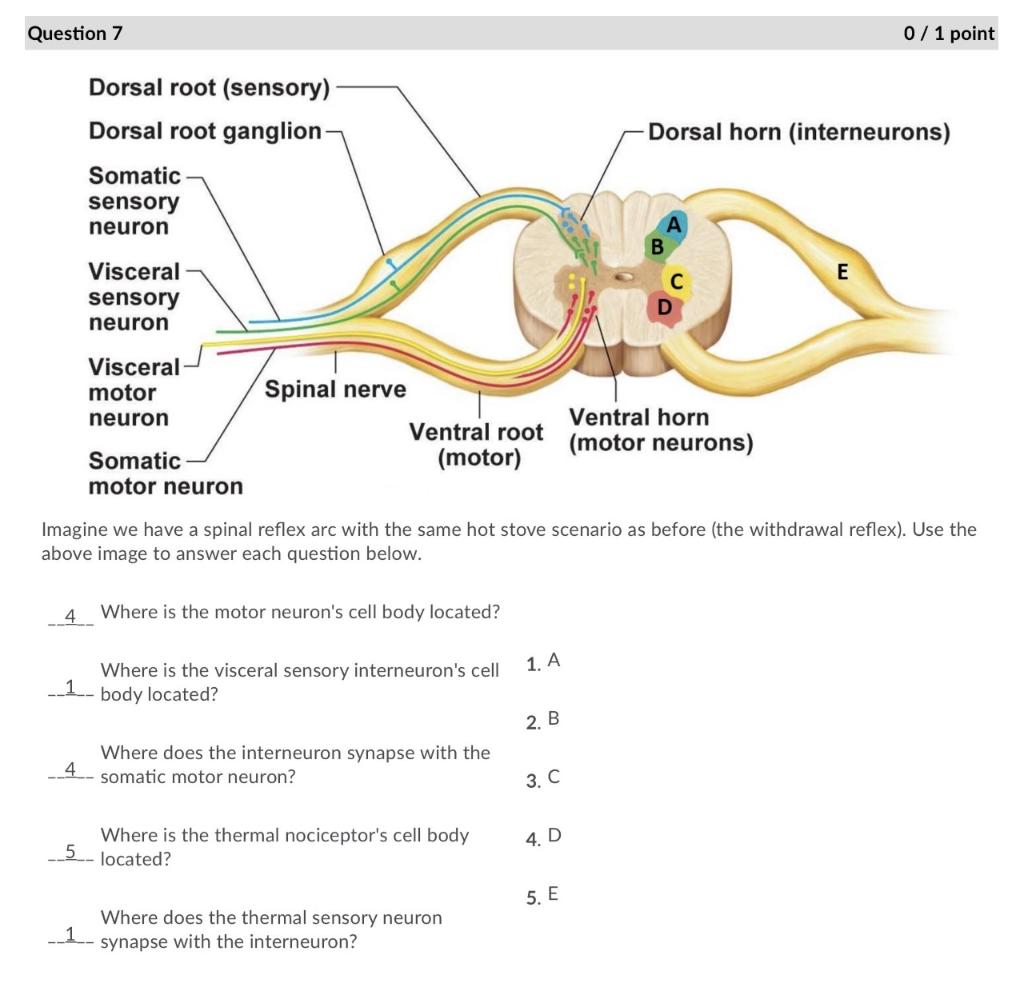 Solved Imagine We Have A Spinal Reflex Arc With The Same Hot Chegg Com