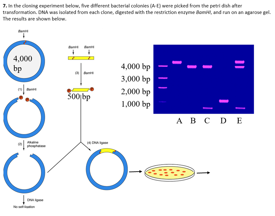 Solved 7. In The Cloning Experiment Below, Five Different | Chegg.com