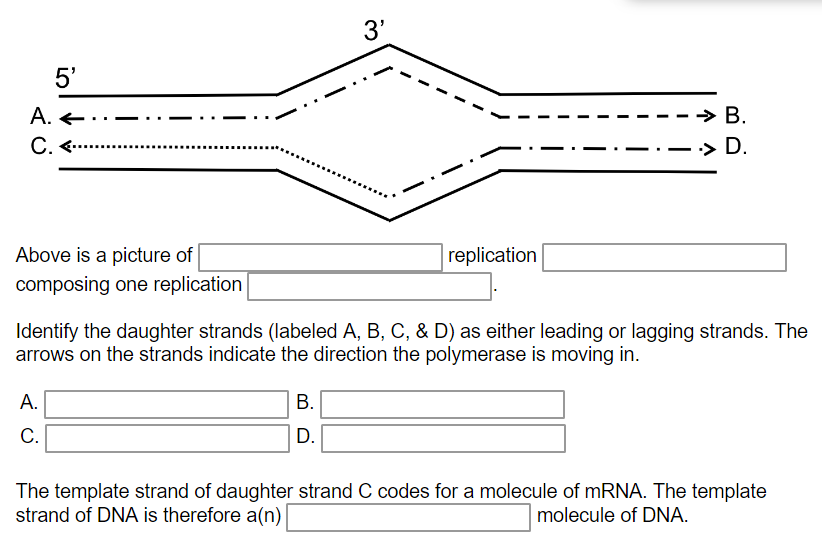 Solved 3' 5' Above Is A Picture Of Composing One Replication | Chegg.com