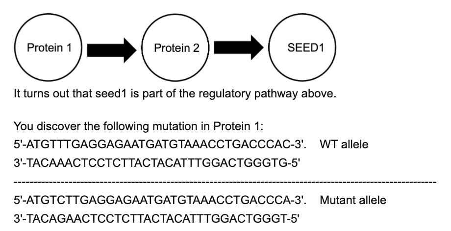 Solved A. Write The Mrna And Protein Made From The 