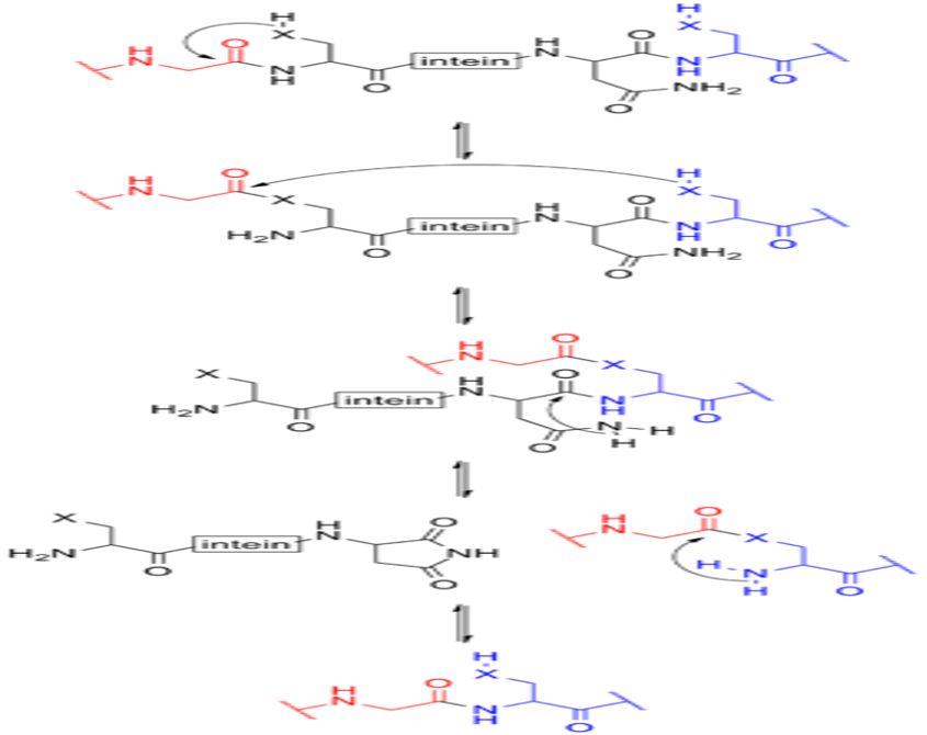 Solved Write down the reaction mechanism for the self | Chegg.com