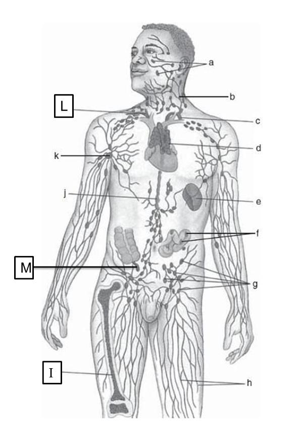 Solved Please Help and Label for the lymphatic system | Chegg.com