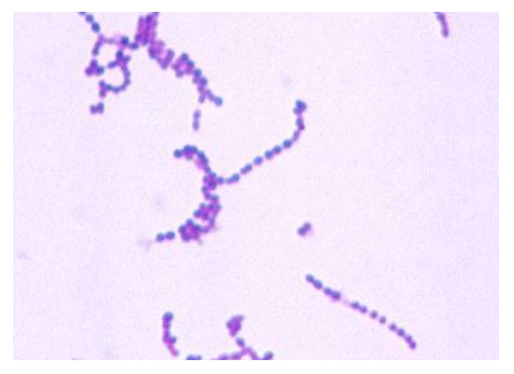 Solved Catalase Mannitol plate Coagulase (Staphyloslide | Chegg.com