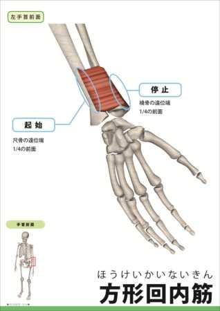 四肢と体幹の運動 Flashcards Chegg Com