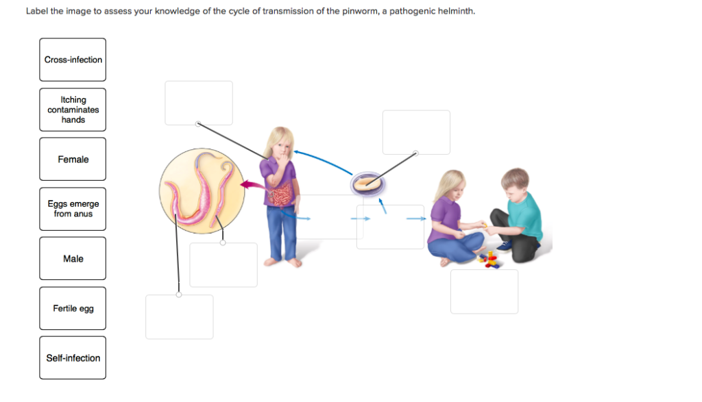 Solved Label The Image To Assess Your Knowledge Of The Cycle | Chegg.com