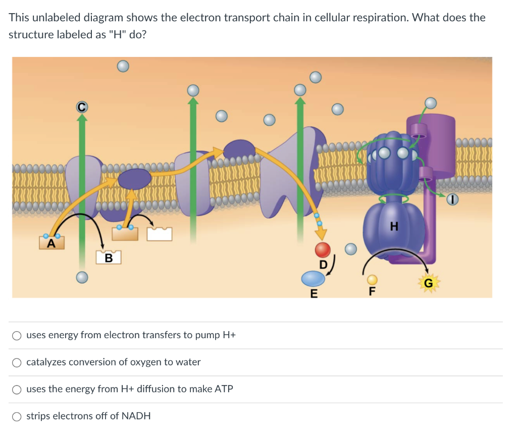 electron-transport-chain-labeled-diagram