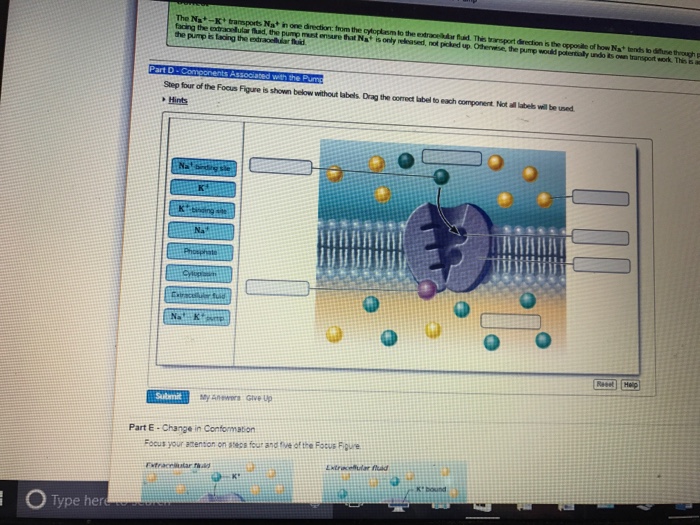 Biology Archive | August 27, 2017 | Chegg.com