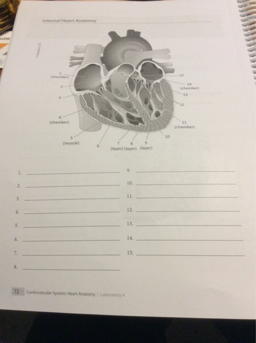 Solved Internal Heart Anatomy Chamber Chamber 10 Layer