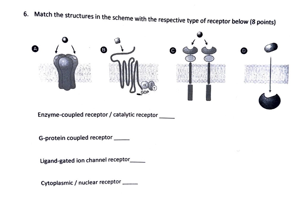 Solved 6. Match The Structures In The Scheme With The | Chegg.com