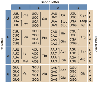 Solved Асс UUG AGA UUA AGG AGU GCA CGA CCA UCA ACA GUA GCC