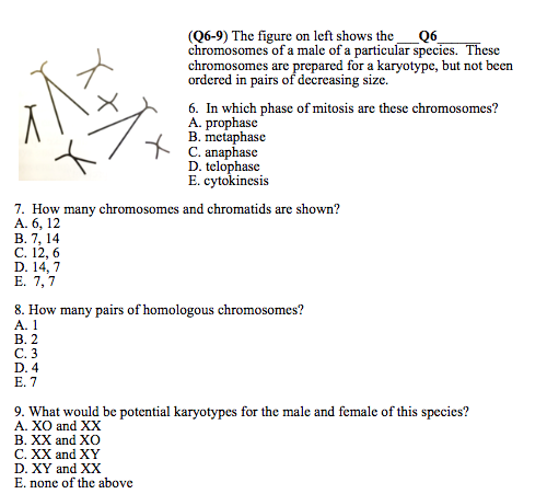 Solved (Q6-9) The figure on left shows the__Q6 chromosomes | Chegg.com