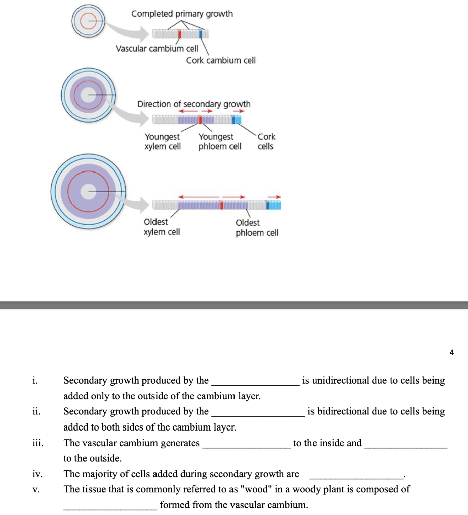 Solved Completed primary growth Vascular cambium cell Cork