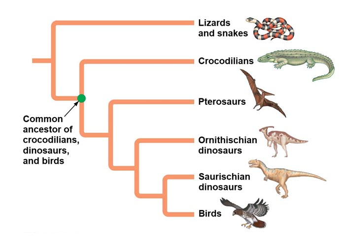 habitats-diets-and-characteristics-of-turtles-britannica