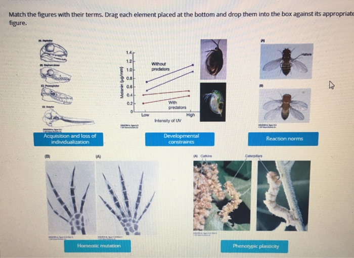 Solved Match The Figures With Their Terms. Drag Each Element | Chegg.com