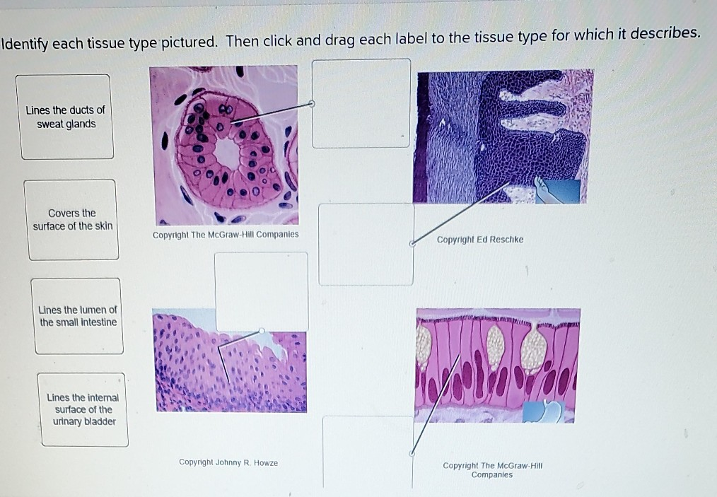 epithelial-tissue-histology-worksheet-free-download-gambr-co