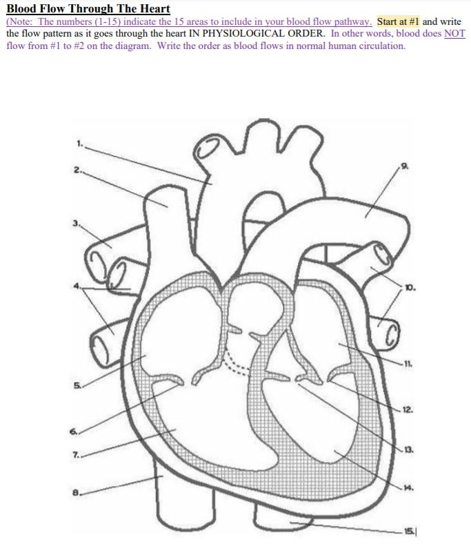 Solved Blood Flow Through The Heart (Note: The numbers | Chegg.com