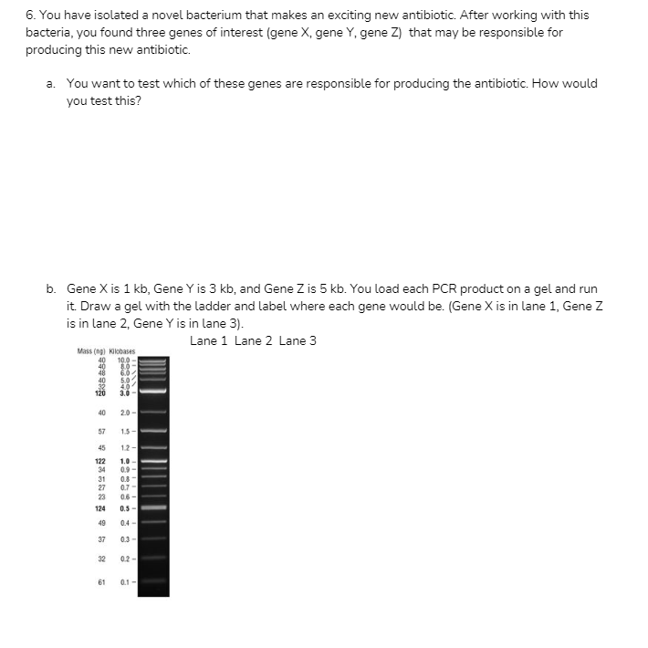 Solved 6. You have isolated a novel bacterium that makes an | Chegg.com