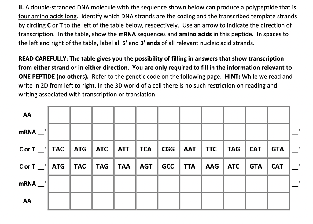 Solved Ii A Double Stranded Dna Molecule With The Sequence