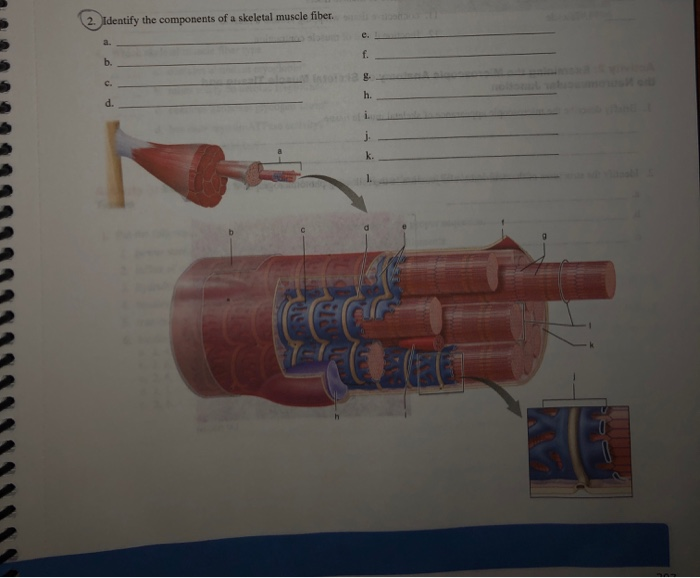 Solved 2. Identify the components of a skeletal muscle | Chegg.com