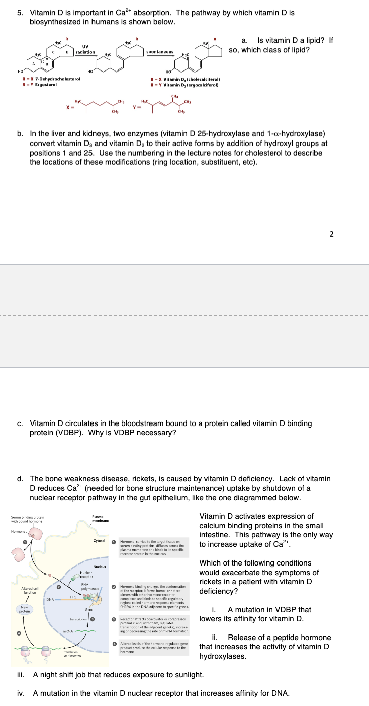 5 Vitamin D Is Important In Ca2 Absorption The