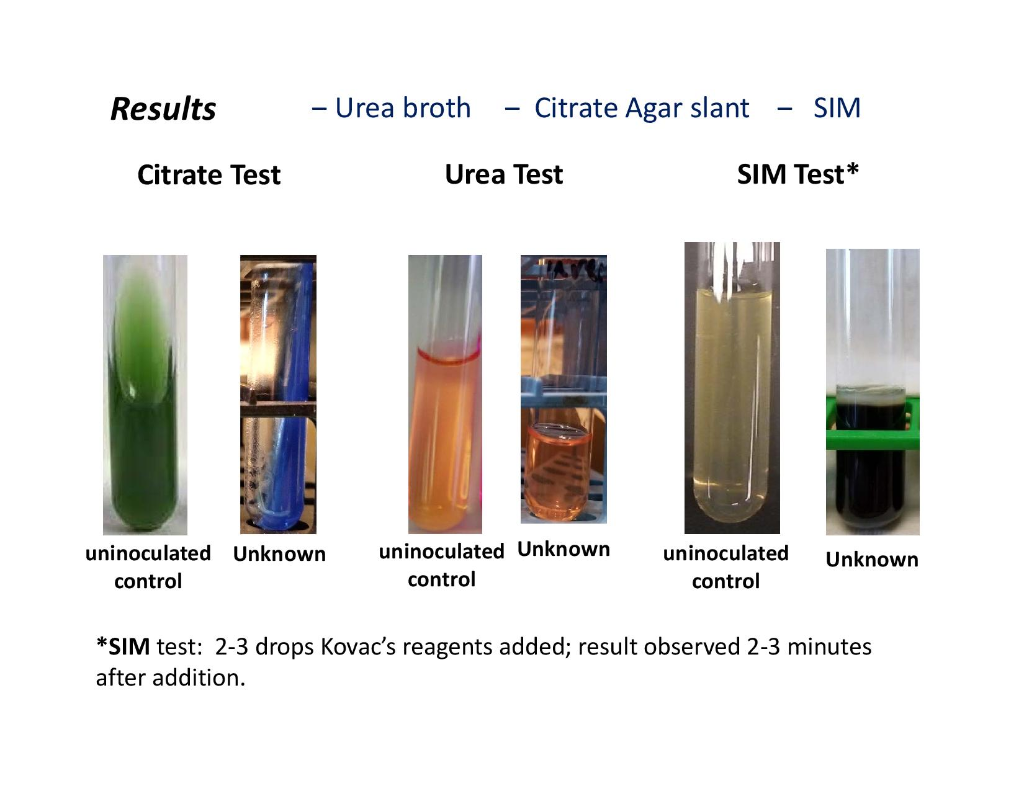 Solved Results - Phenol Red Glucose broth - Phenol Red | Chegg.com